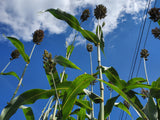 Della Sorghum