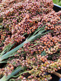 Della Sorghum