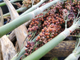 Della Sorghum