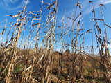 Della Sorghum