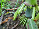 Della Sorghum