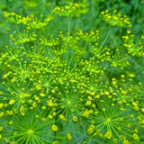 Dill