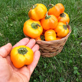 Doe Hill Pepper