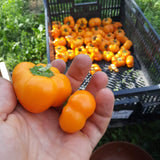 Doe Hill Pepper
