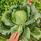 Dottenfelder Cabbage