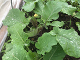 Ethiopian Blue Mustard Greens