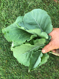 Ethiopian Blue Mustard Greens