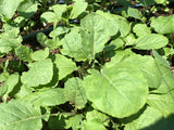 Ethiopian Blue Mustard Greens