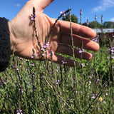 European Vervain