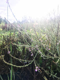 European Vervain
