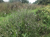 European Vervain