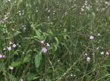European Vervain