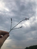 European Vervain