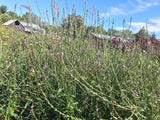 European Vervain