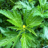 Ewedu (Nigerian Jute Leaves)