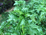 Ewedu (Nigerian Jute Leaves)