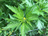 Ewedu (Nigerian Jute Leaves)