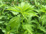 Ewedu (Nigerian Jute Leaves)