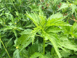 Ewedu (Nigerian Jute Leaves)