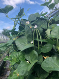 Ezelle Family 'Fish Eye' Blackeyed Pea