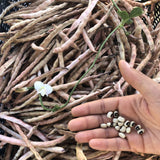 Ezelle Family 'Fish Eye' Blackeyed Pea