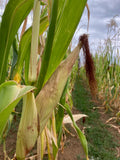 Floriani Red Flint Corn