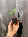 Floriani Red Flint Corn