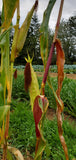 Floriani Red Flint Corn