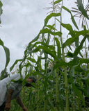 Floriani Red Flint Corn