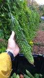 Futo Spindle Bitter Melon