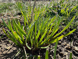 Garlic Chives