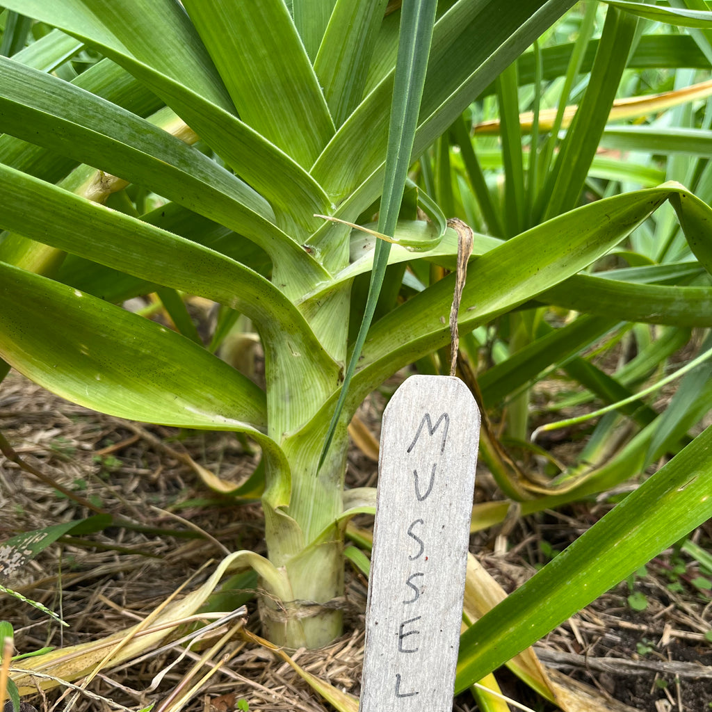 How to Grow Big Leeks With Long, White Stems: Expert Tips