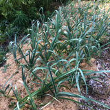 Giant Musselburgh Leeks