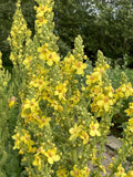 Greek Mullein