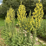 Greek Mullein