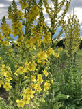 Greek Mullein