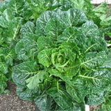 Green Glaze Collards