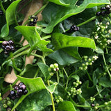 Green Malabar Spinach