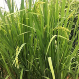 Hill Rice (South Trinidad)