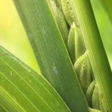Hill Rice (South Trinidad)