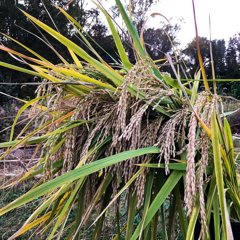 seeds of rice plant Hill Rice (South Trinidad)