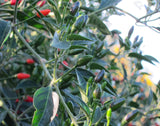 Willing's Barbados Pepper