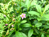 Waterleaf (Efo Gbure)