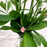 Waterleaf (Efo Gbure)