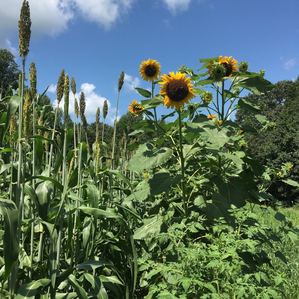 Hopi Dye Sunflower – Truelove Seeds