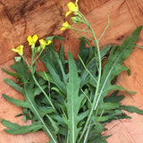 Selvatica Rucola (Wild Arugula)