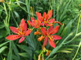 Blackberry Lily