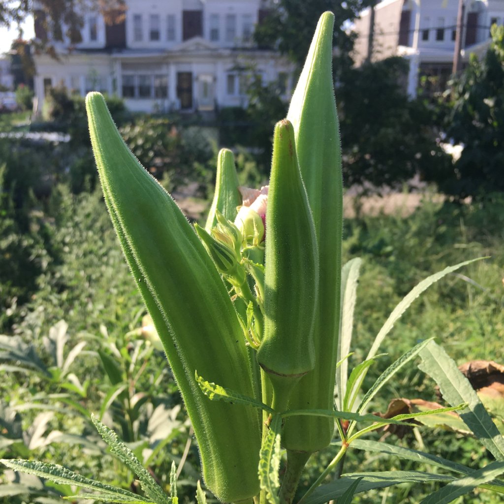 Clemson Spineless Okra