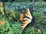 Blackberry Lily