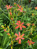 Blackberry Lily